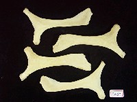藏品(哺乳動物胸骨)的圖片